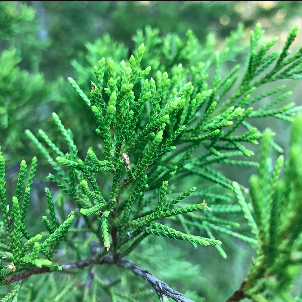 Maritime Arboretum Seed Eastern Red Cedar
