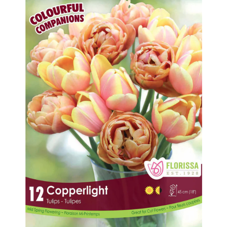 Colourful Companions Tulip 'Copperlight' 12/Pkg.