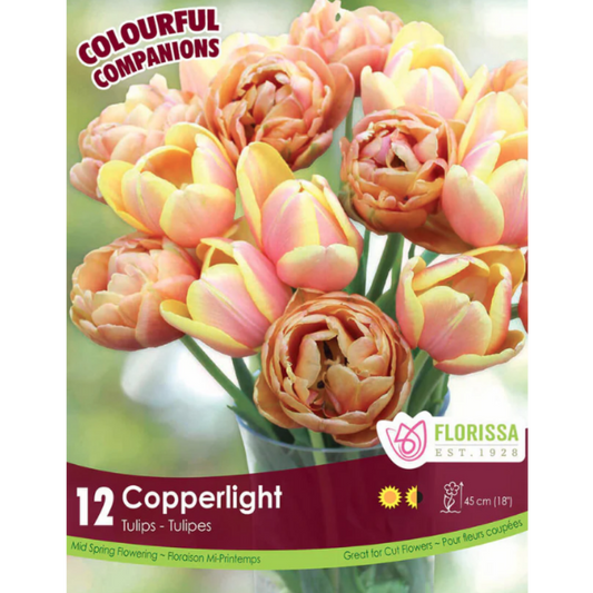 Colourful Companions Tulip 'Copperlight' 12/Pkg.