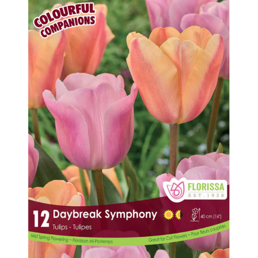 Colourful Companions Tulip 'Daybreak Symphony' 12/Pkg.