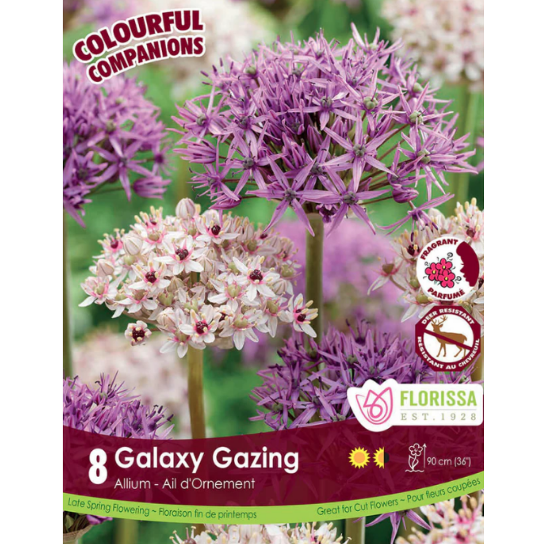 Colourful Companions Tulip 'Galaxy Gazing' 8/Pkg.