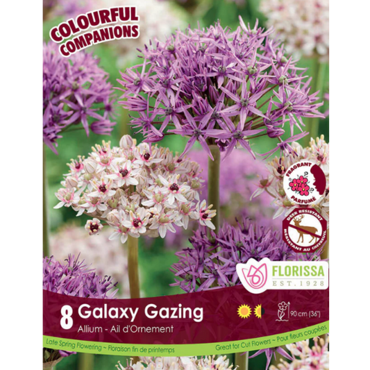 Colourful Companions Tulip 'Galaxy Gazing' 8/Pkg.