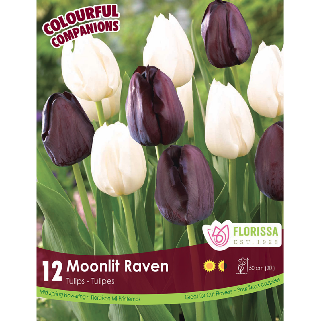 Colourful Companions Tulip 'Moonlit Raven' 12/Pkg.