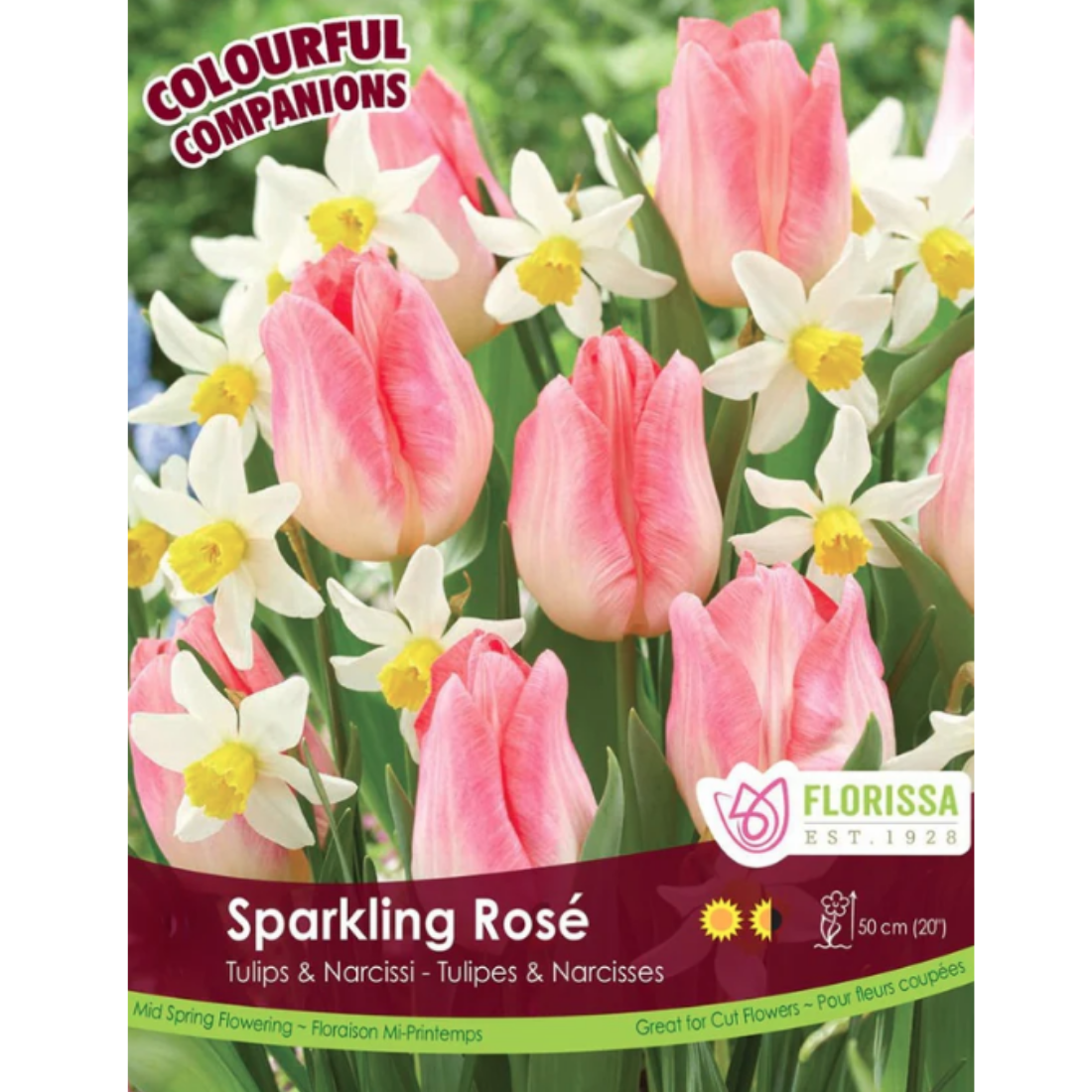 Colourful Companions 'Sparkling Rose' 12/Pkg.