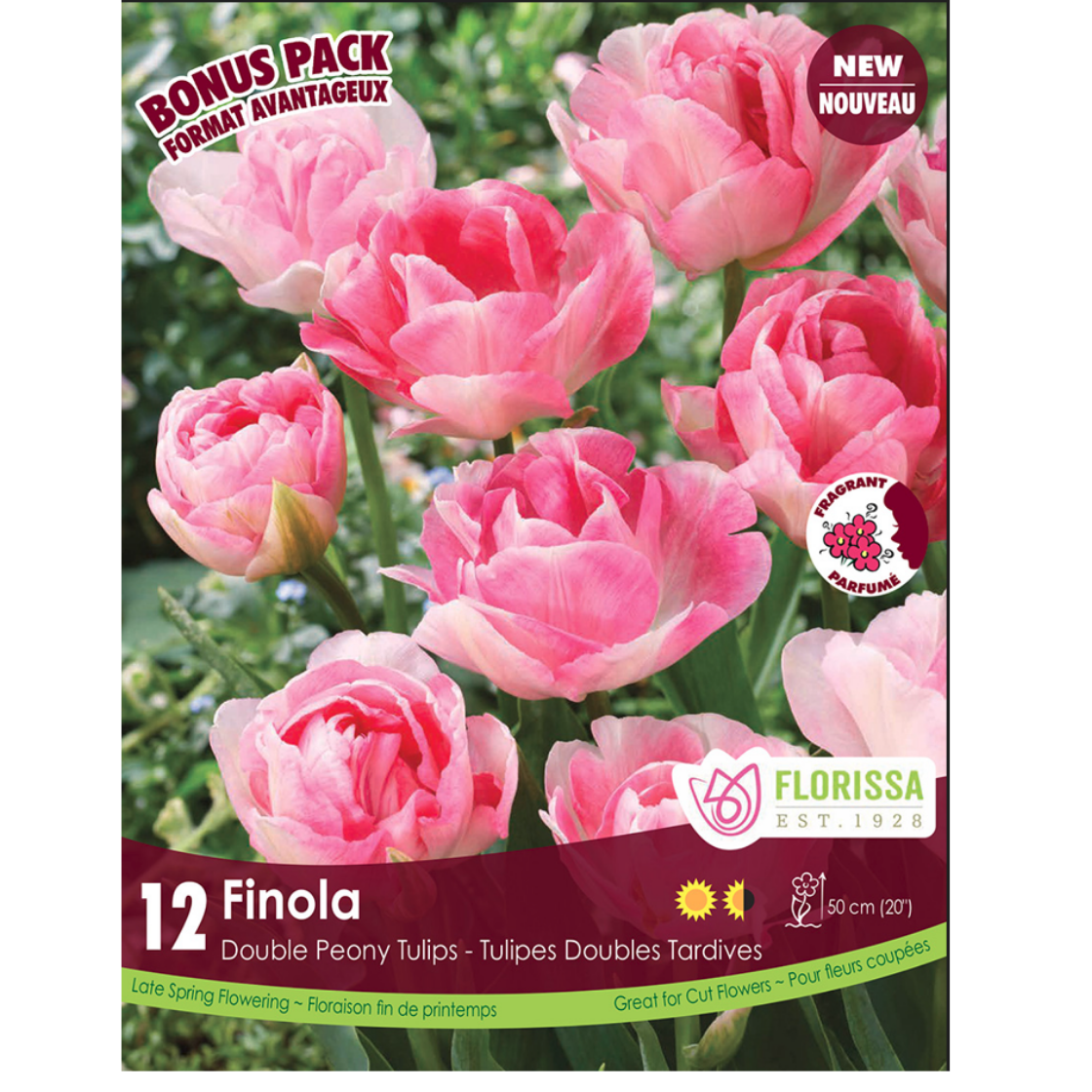 Tulip 'Finola' 12/Pkg.