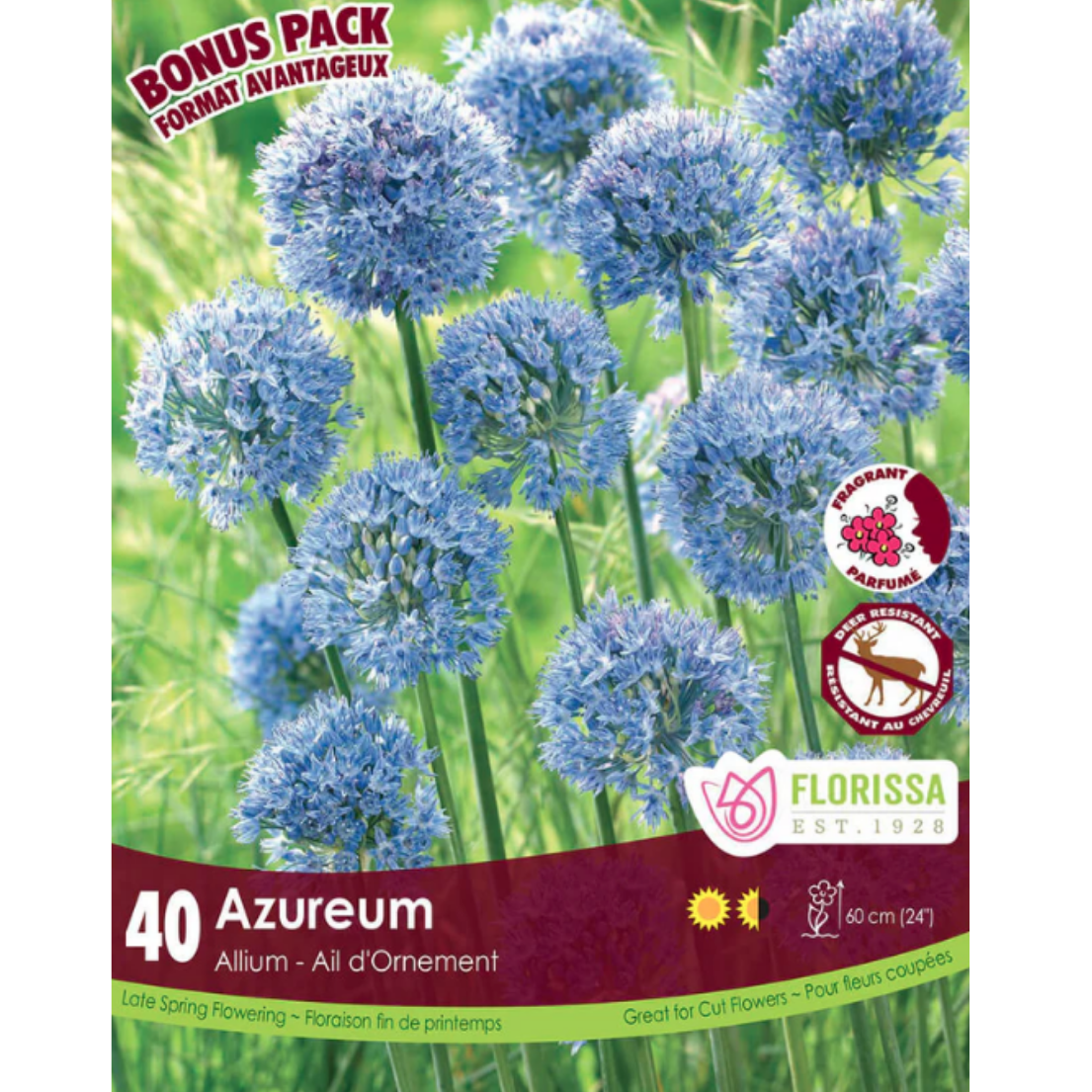Allium 'Azureum' 40/Pkg.