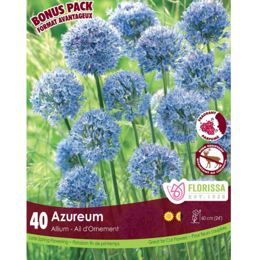 Allium 'Azureum' 40/Pkg.