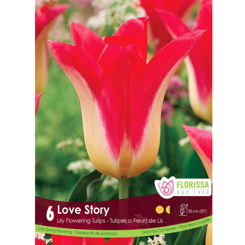 Tulip 'Love Story' 6/Pkg.