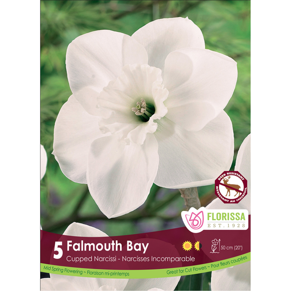 Narcissus 'Falmouth Bay' 5/Pkg.