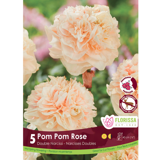Narcissus 'Pom Pom Rose' 5/Pkg.