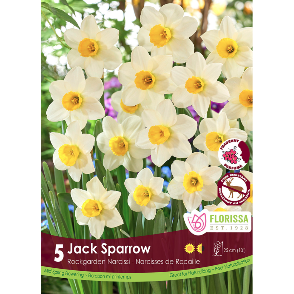 Narcissus 'Jack Sparrow' 5/Pkg.