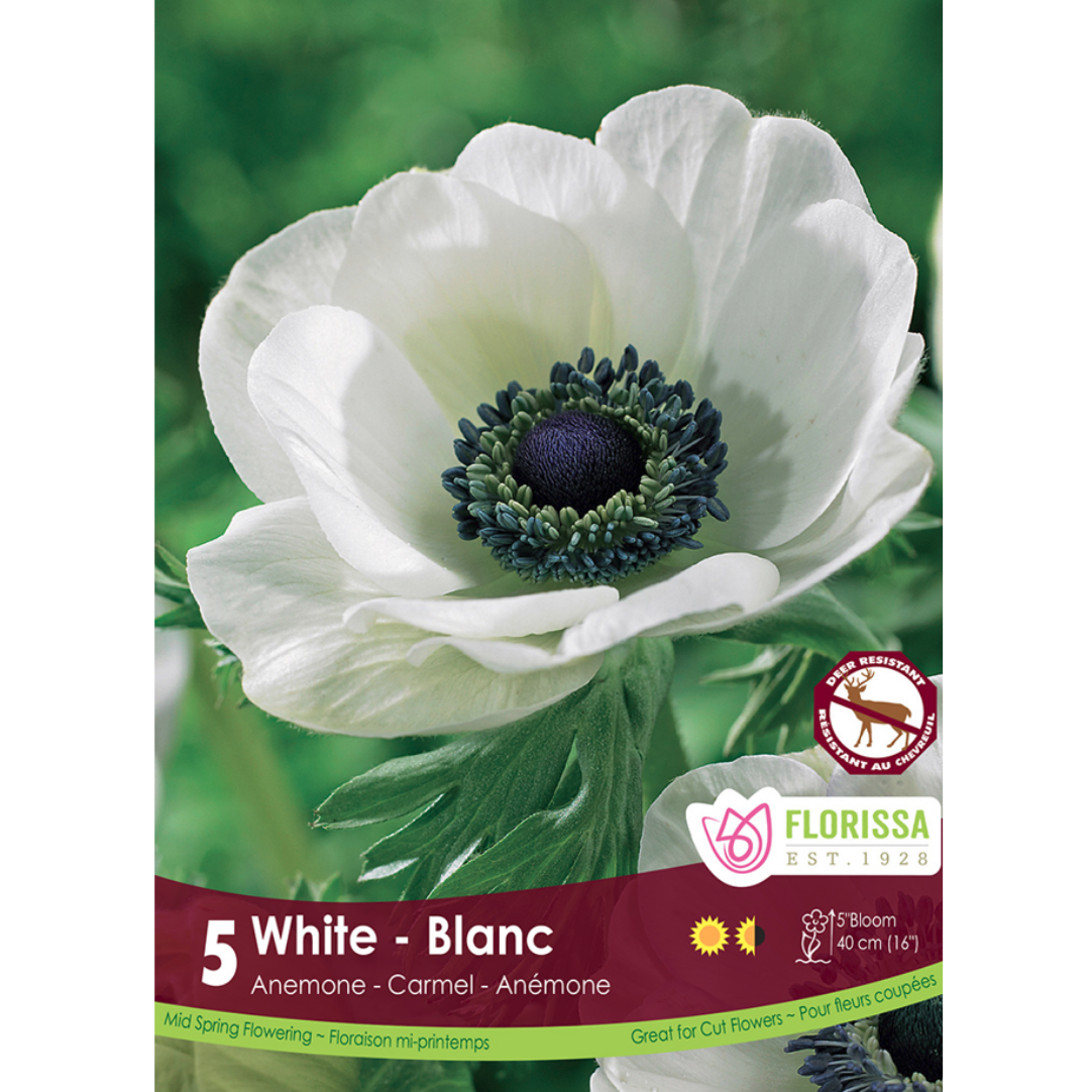 Anemone 'White' 5/Pkg.