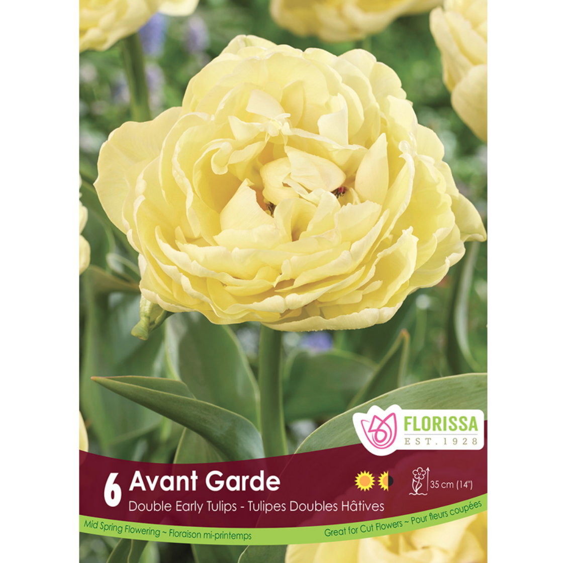 Tulip 'Avant Garde' 6/Pkg.