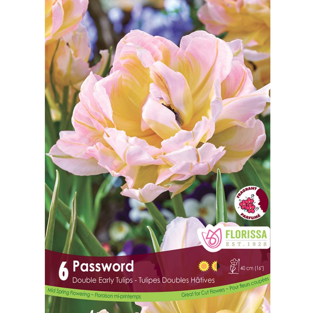 Tulip 'Password' 6/Pkg.