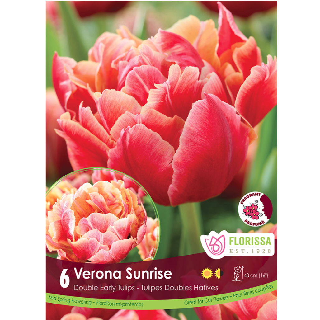 Tulip 'Verona Sunrise' 6/Pkg.