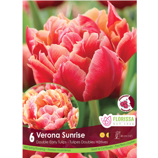 Tulip 'Verona Sunrise' 6/Pkg.