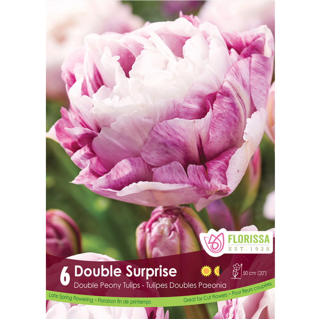 Tulip 'Double Surprise' 6/Pkg.