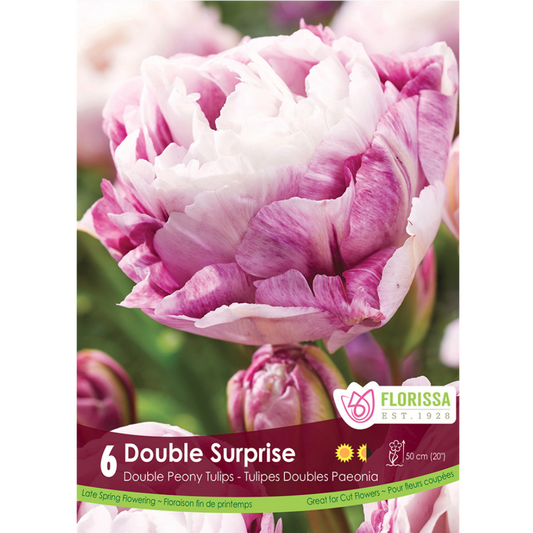 Tulip 'Double Surprise' 6/Pkg.
