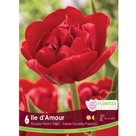 Tulip 'Ile D'Amour' 6/Pkg.