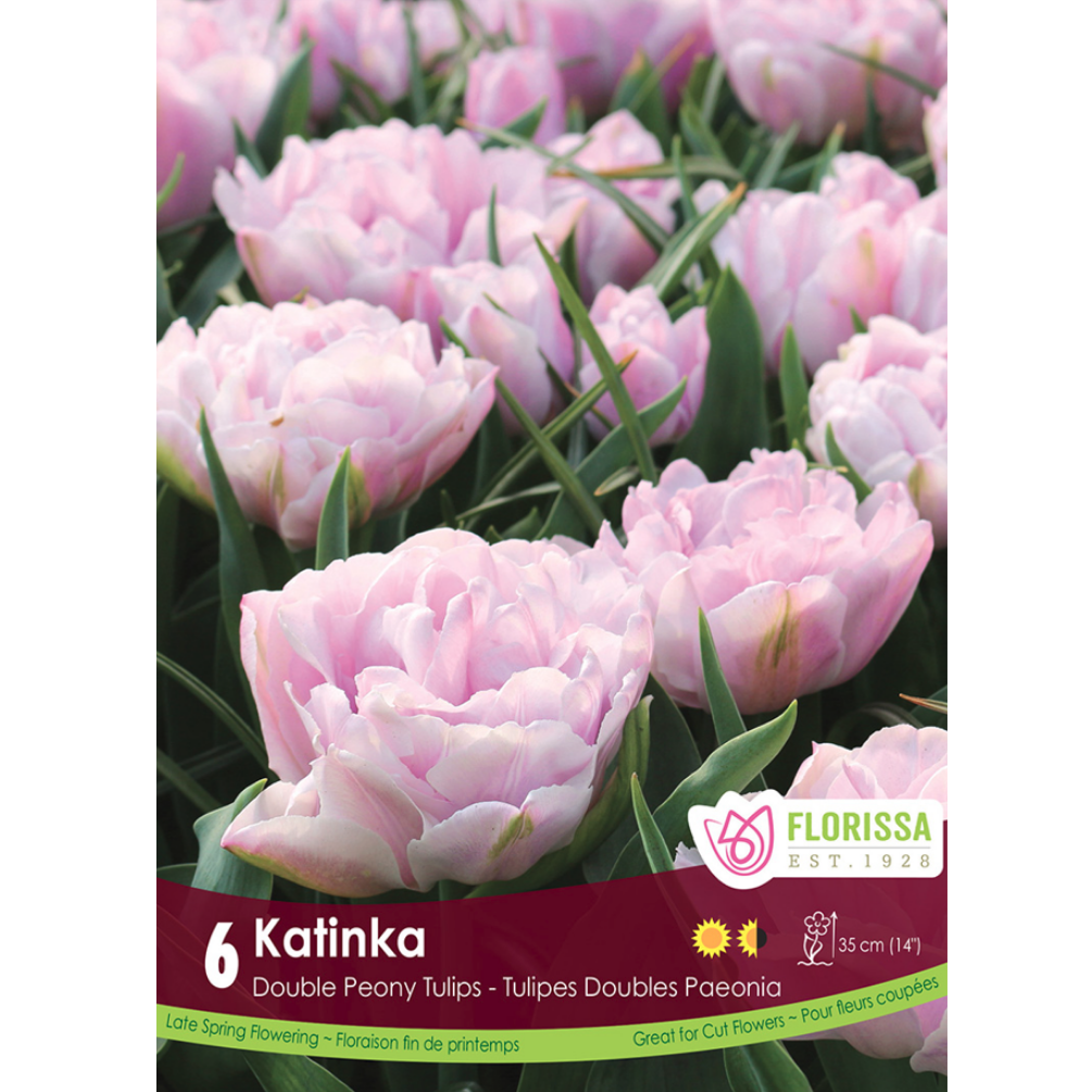 Tulip 'Katinka' 6/Pkg.