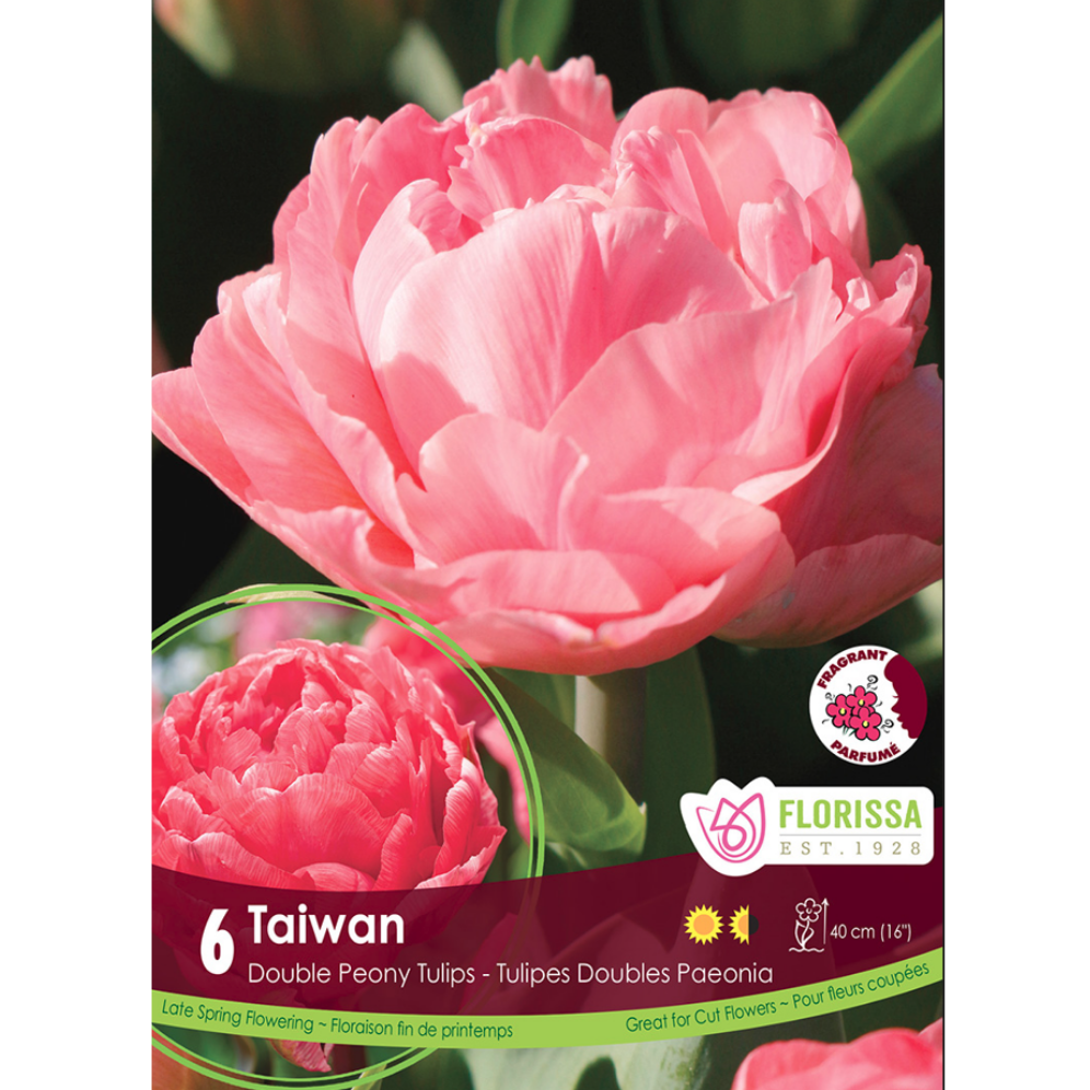 Tulip 'Taiwan' 6/Pkg.