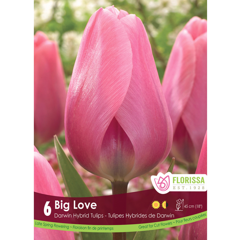 Tulip 'Big Love' 6/Pkg.