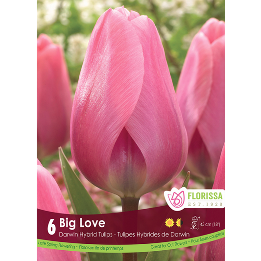 Tulip 'Big Love' 6/Pkg.