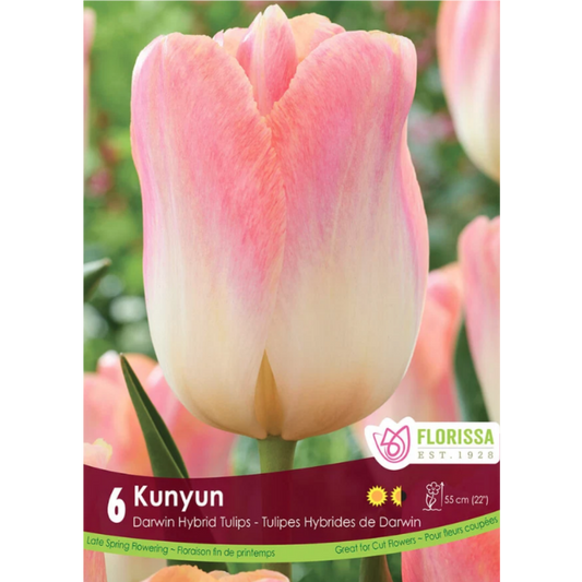 Tulip 'Kunyan' 6/Pkg.