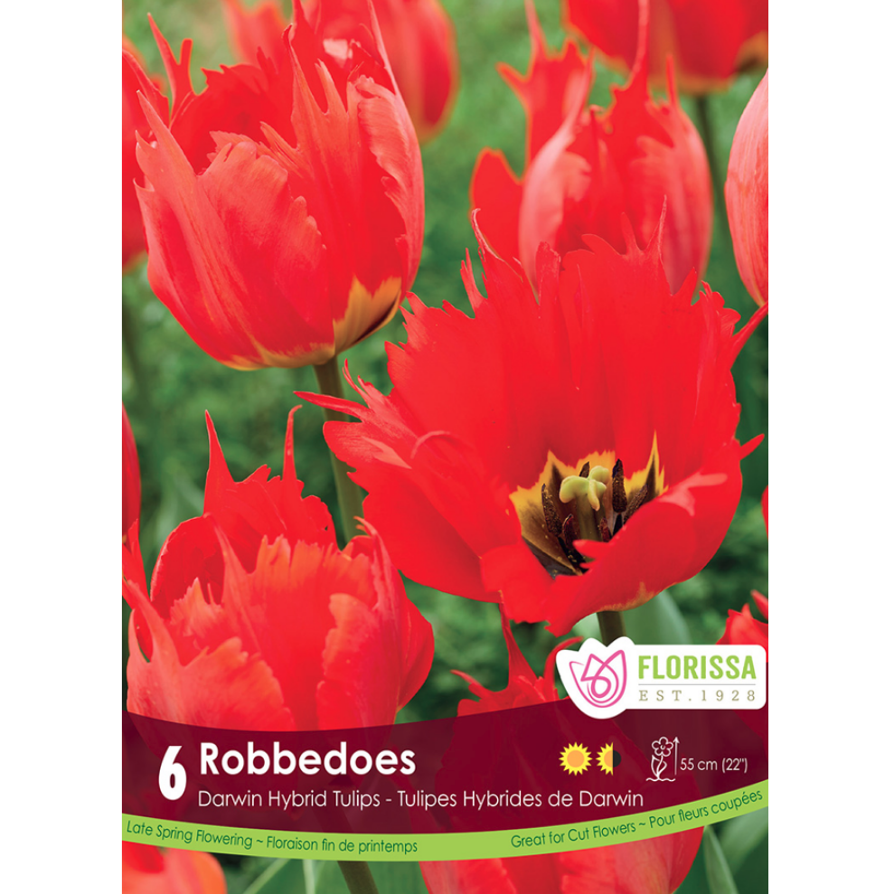 Tulip 'Robbedoes' 6/Pkg.