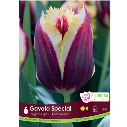 Tulip 'Gavota Special' 6/Pkg.