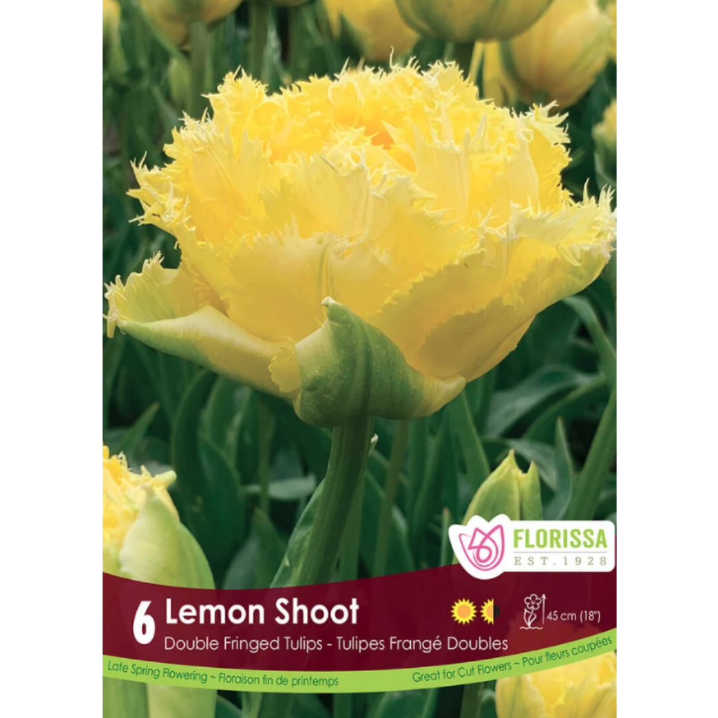 Tulip 'Lemon Shoot'  6/Pkg.