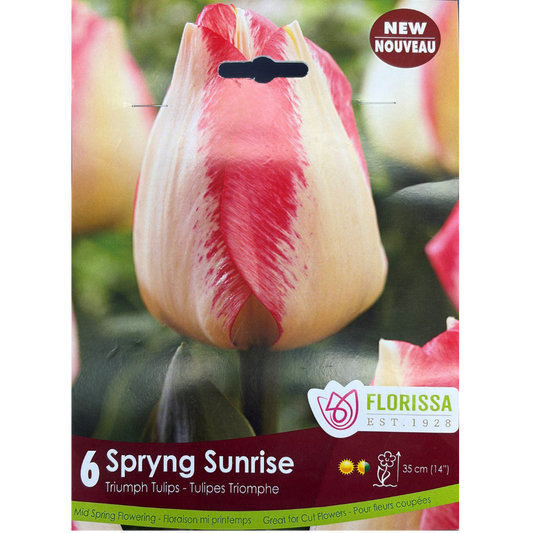 Tulip 'Spryng Sunrise' 6/Pkg.