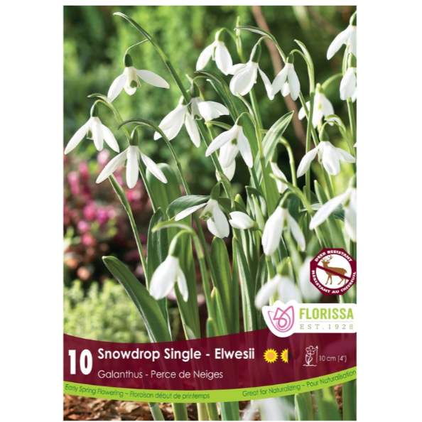 Galanthus 'Snowdrops Single' Elwesii 10/Pkg.