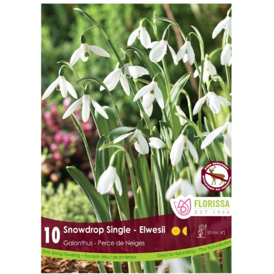 Galanthus 'Snowdrops Single' Elwesii 10/Pkg.