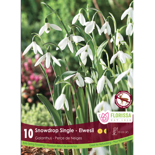 Galanthus 'Snowdrops Single - Elwesii' 10/Pkg.