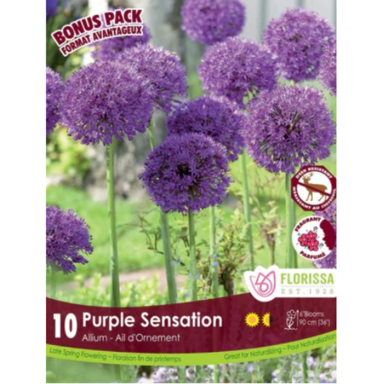 Allium 'Purple Sensation' 10/Pkg.
