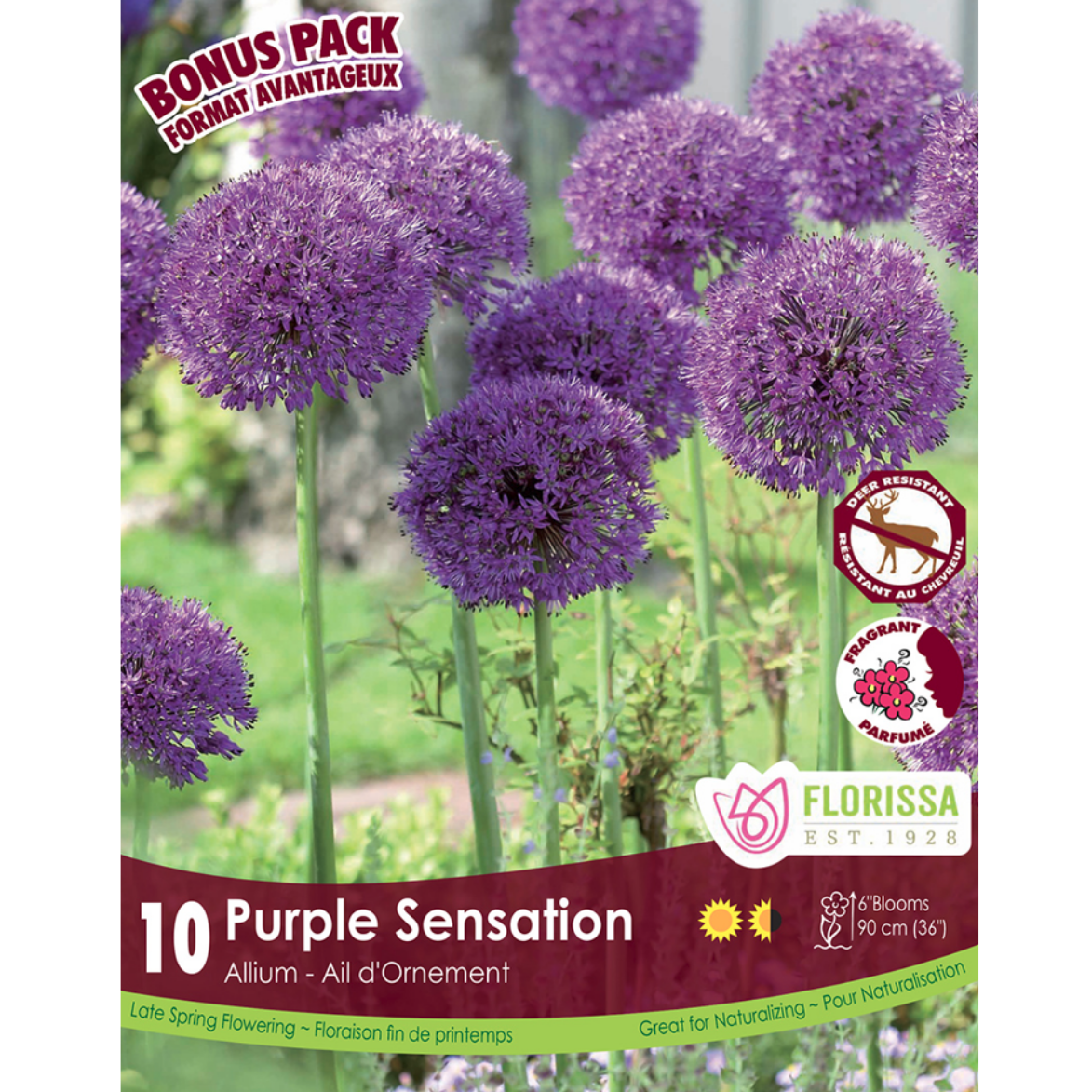 Allium 'Purple Sensation' 10/Pkg.