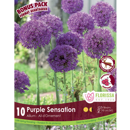 Allium 'Purple Sensation' 10/Pkg.