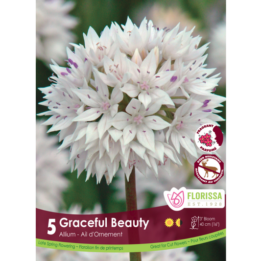 Allium 'Graceful Beauty' 5/Pkg.