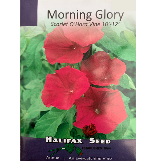 Halifax Seed Morning Glory Scarlet O'Hara