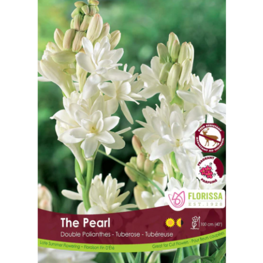 Bulbs Tuberosa Double The Pearl 2/Pkg.