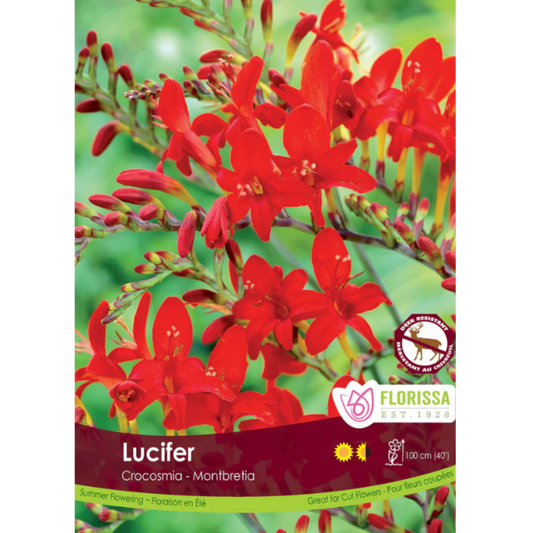 Bulbs Crocosmia Lucifer 5/Pkg.