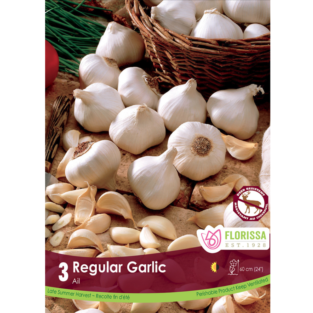 Garlic 'Regular' 3/Pkg.