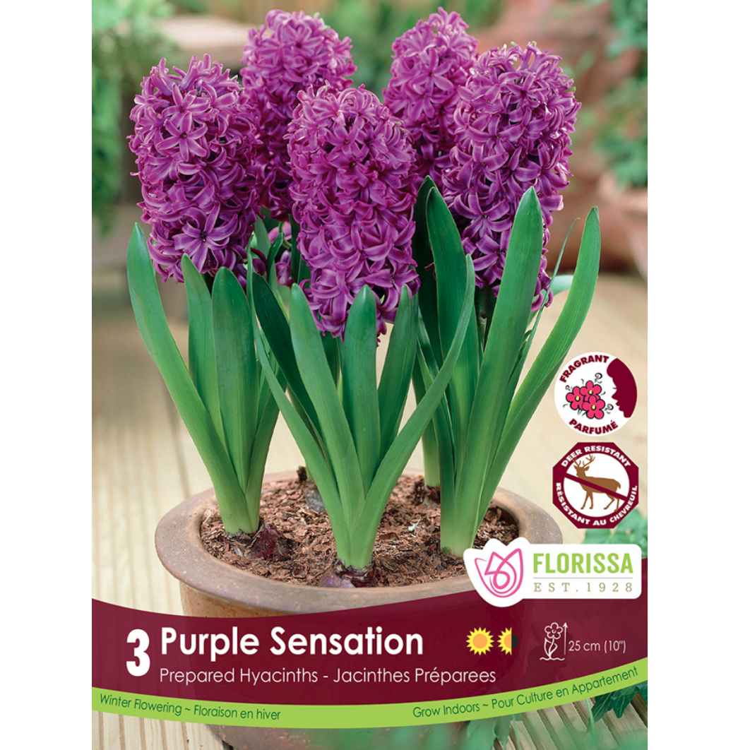 Allium 'Purple Sensation' 5/Pkg