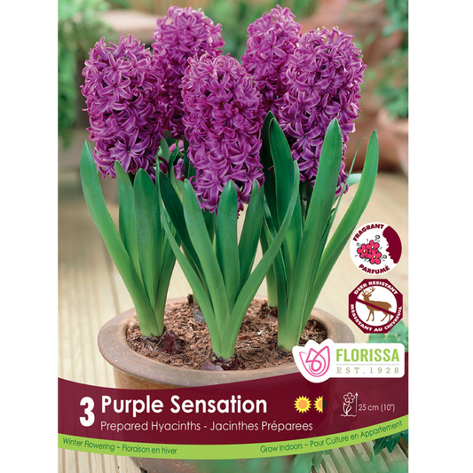 Allium 'Purple Sensation' 5/Pkg