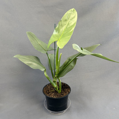 Philodendron 'Silver Sword'