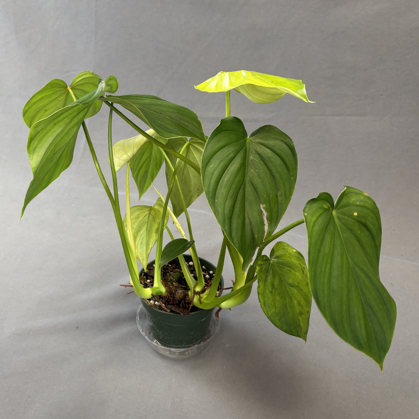 Philodendron Peltatum