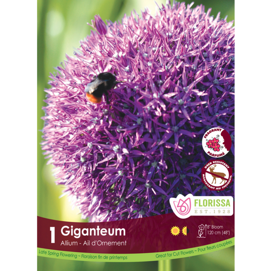 Allium 'Giganteum' Bulb 20+ 1/Pkg.