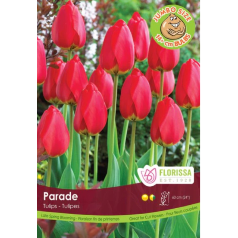 Tulip Bulk 'Parade' Late Spring (Price per Bulb)