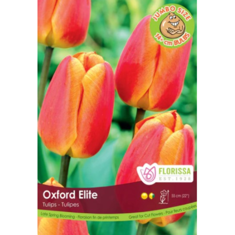 Tulip Bulk 'Oxford Elite' (Price per Bulb)